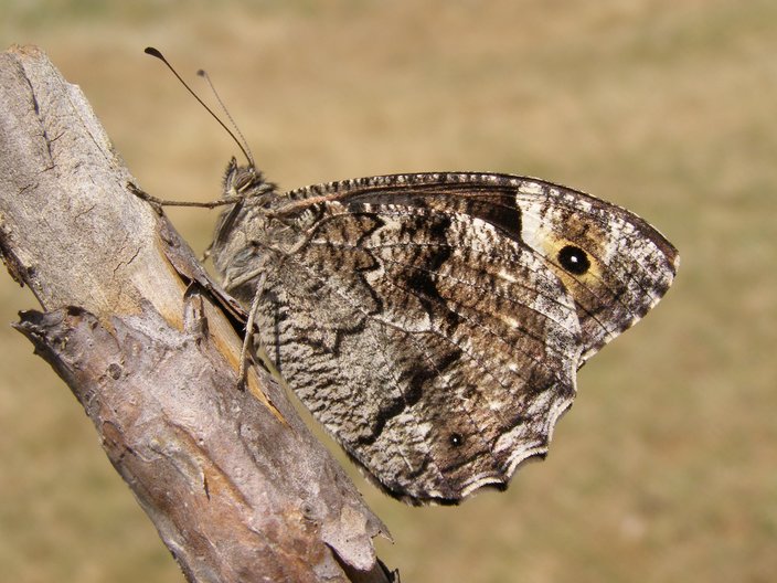 July Butterfly Tour (Bulgaria)